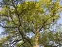 oak-tree.jpg